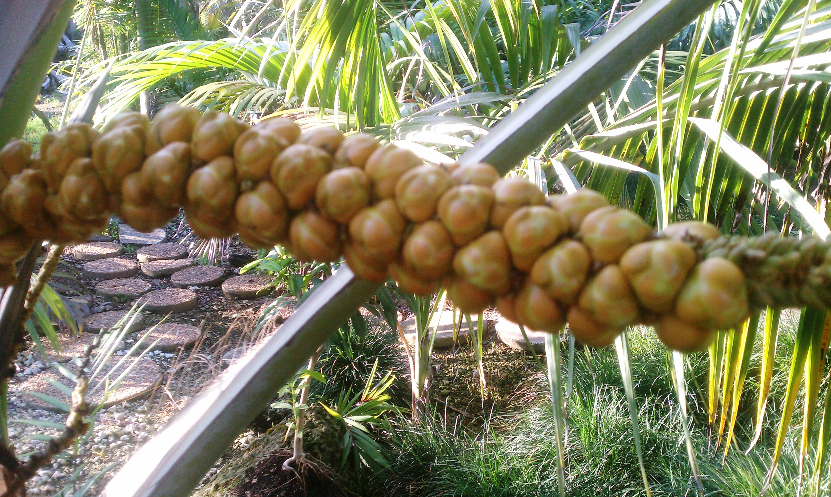 Coconut Hybrid DISCUSSING PALM TREES WORLDWIDE PalmTalk